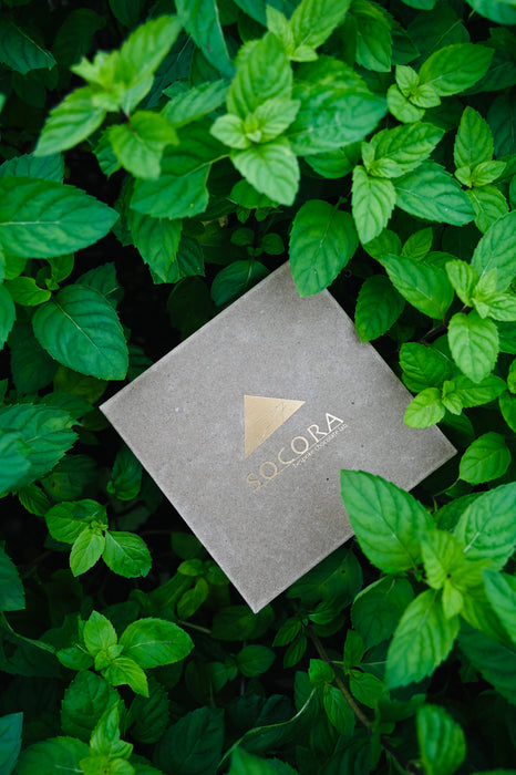 CHO-MINT！！限定50箱！